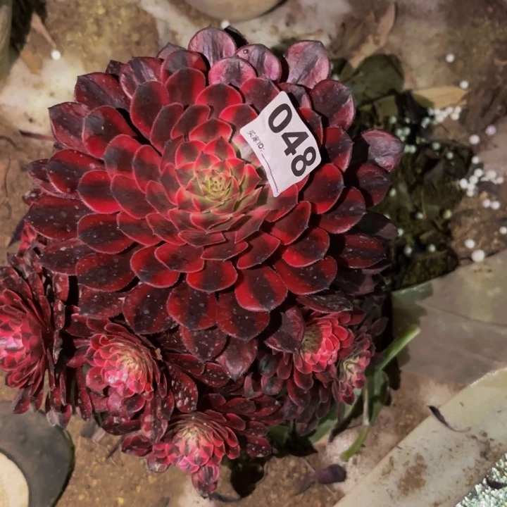 048月亮女神多肉植物不售后