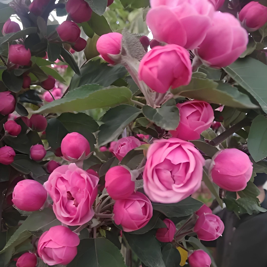 老北京西服海棠名品老桩