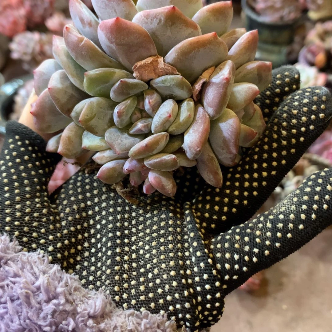 哈哈哈哈哈哈哈石榴籽