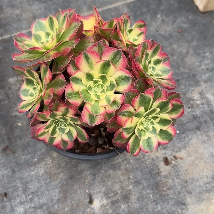 法师多肉植物小海仙