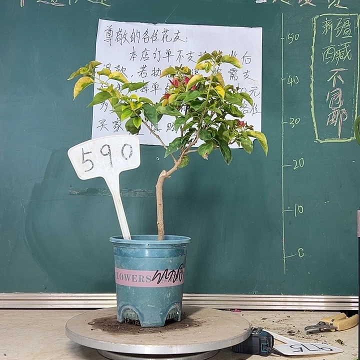 当前无花栽培后可以开花 红九月  590