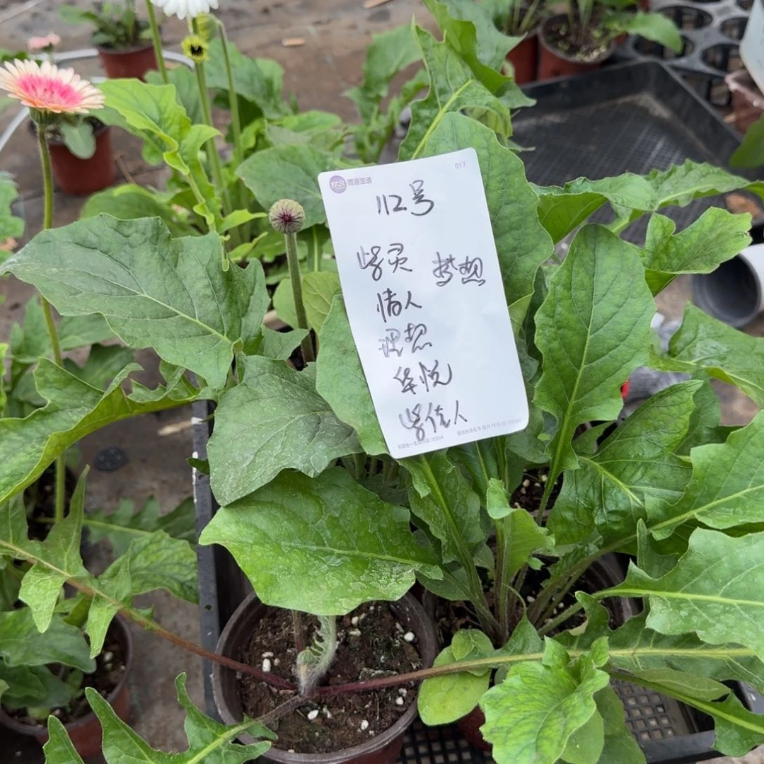 无花朵112号紫灵情人理想华悦紫佳人梦想