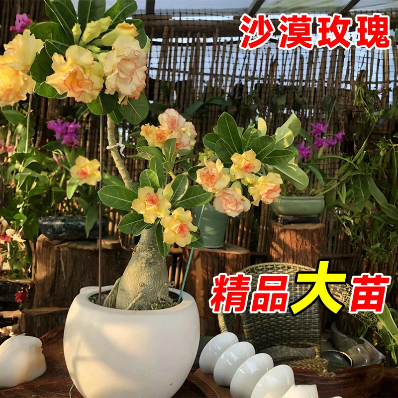 精品玫瑰沙漠盆栽花卉老桩带花苞易养护室内绿植四季开花好养活