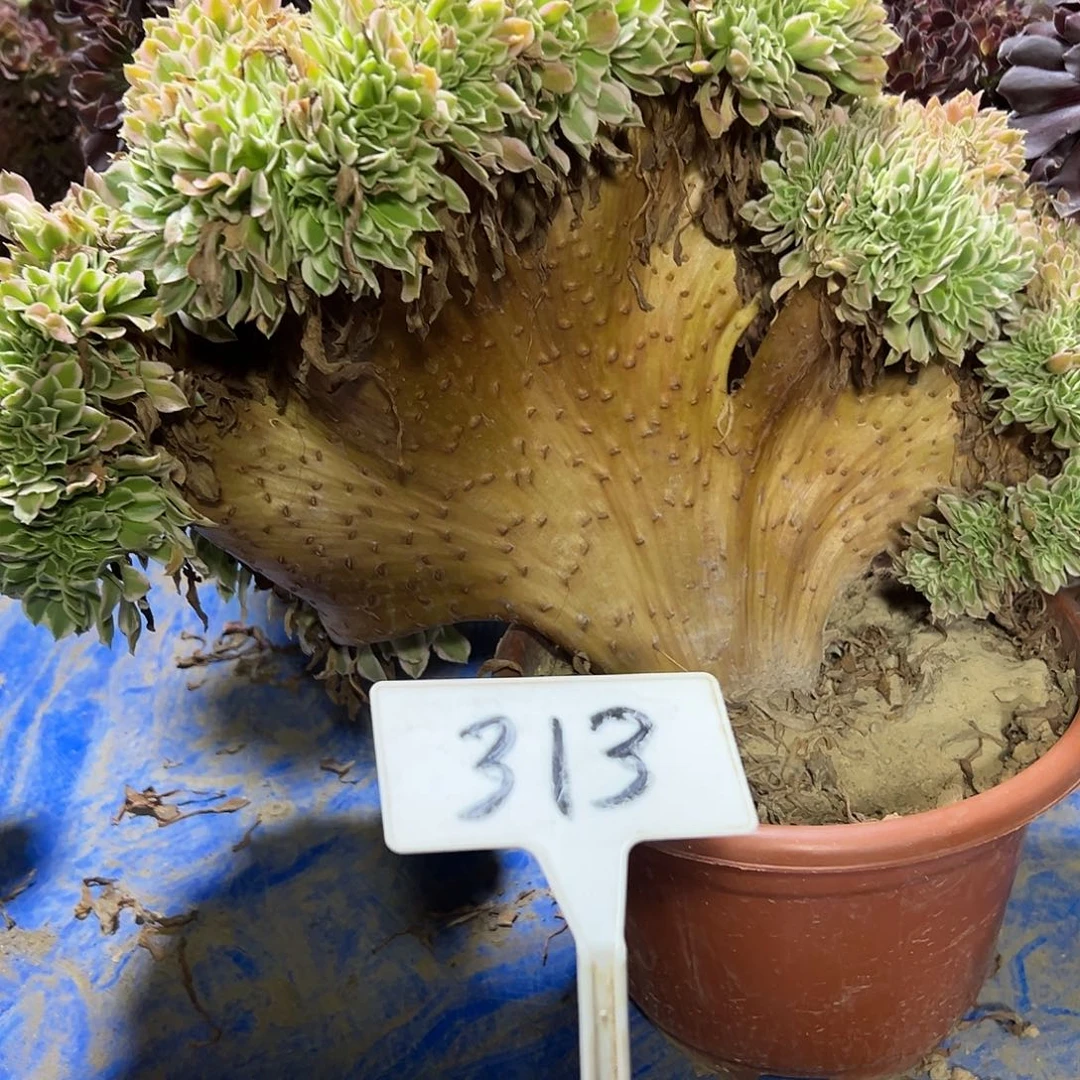 多肉植物白风缀花313