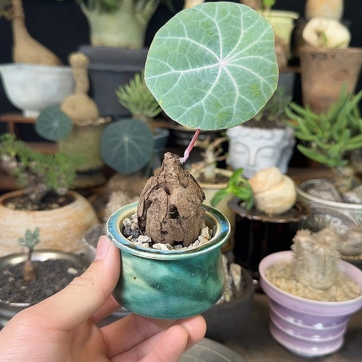 一物一拍老家一叶龟220