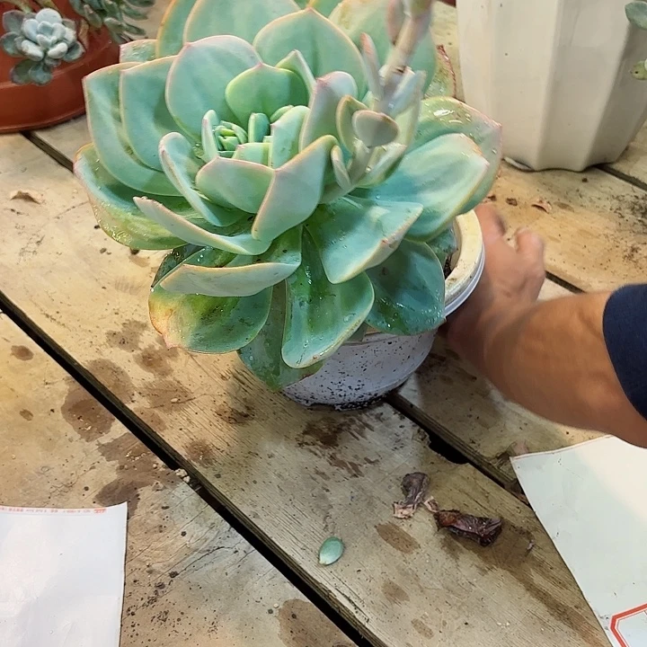 一物一拍多肉血凤19号