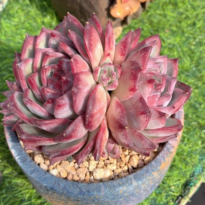 多肉植物 红拉糖-4