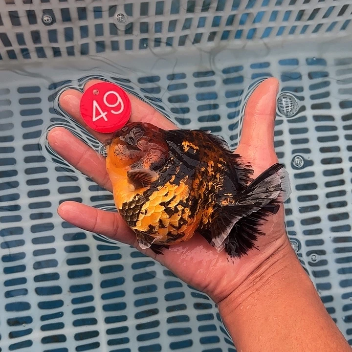 金鱼包邮123456789