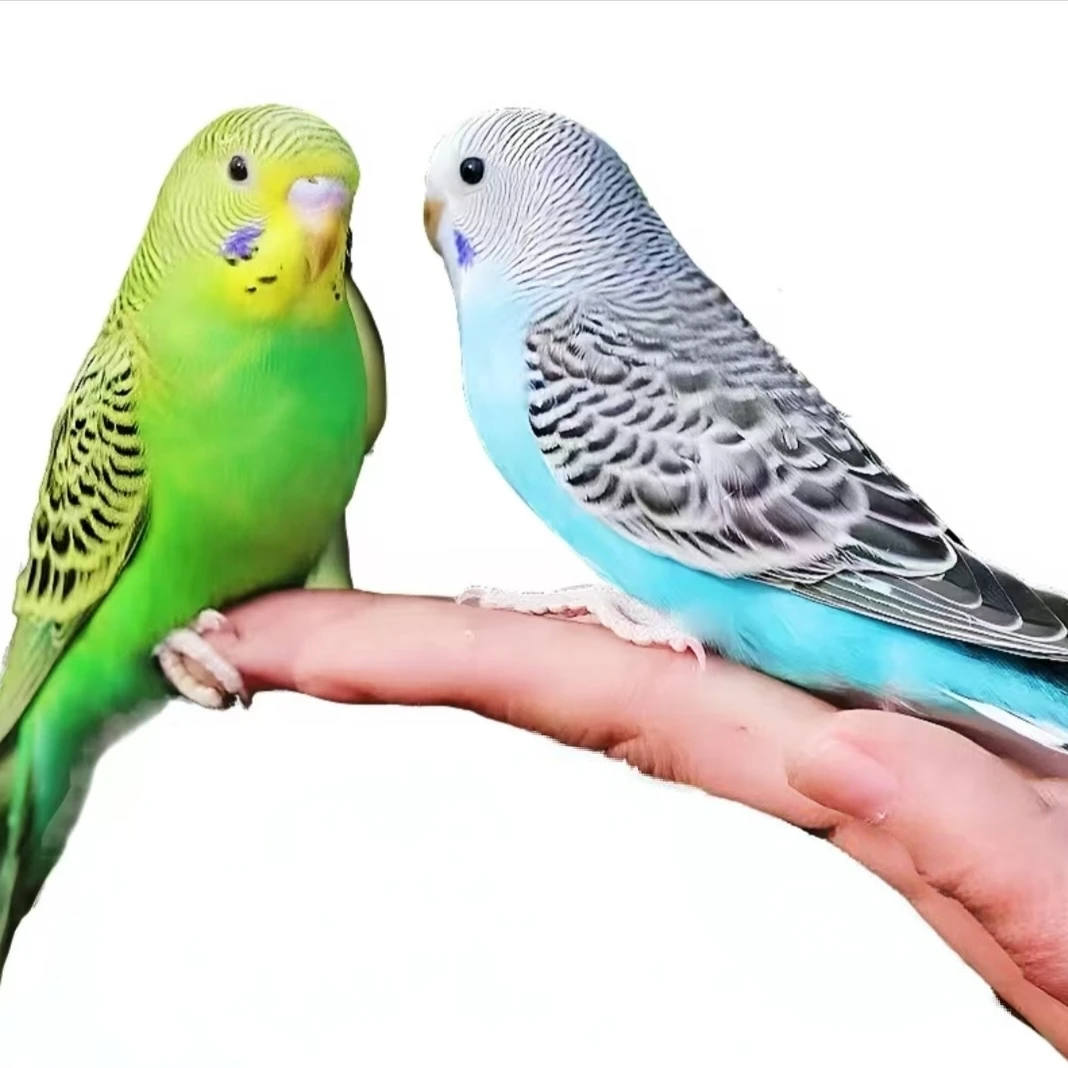 1鹦鹉活鸟虎皮鹦鹉鸟类小型宠物适合当宠物