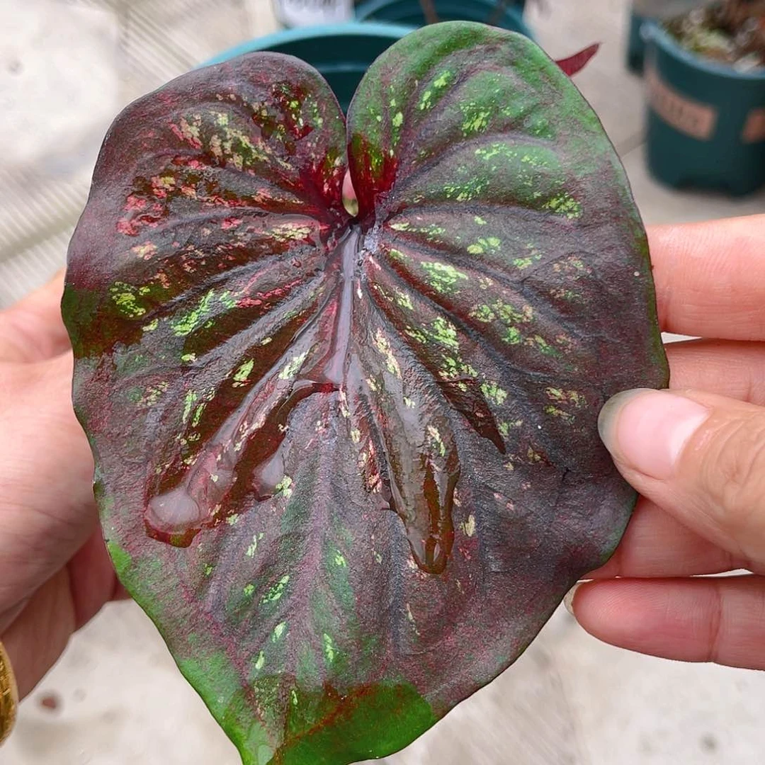 完全开放泰彩一物一拍3449