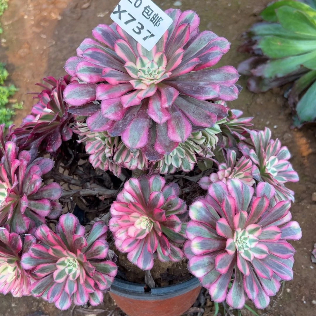 737红铜白，满20包邮