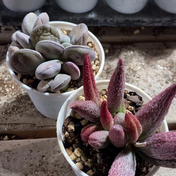 15250一组一组一组