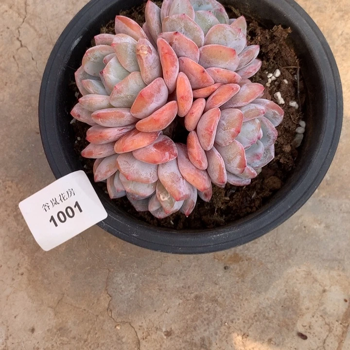 ?****24号下午，1001一颗