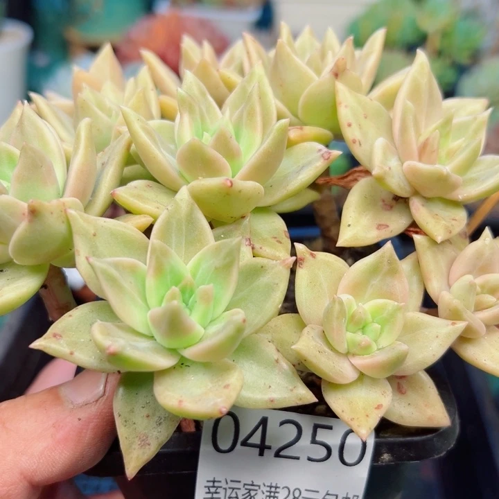 幸运的是我还没遇到