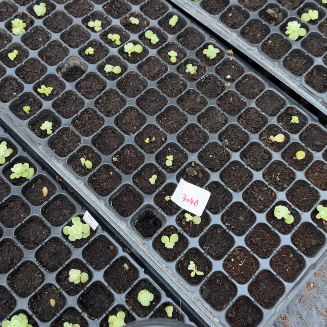 3040 一半托满20包邮