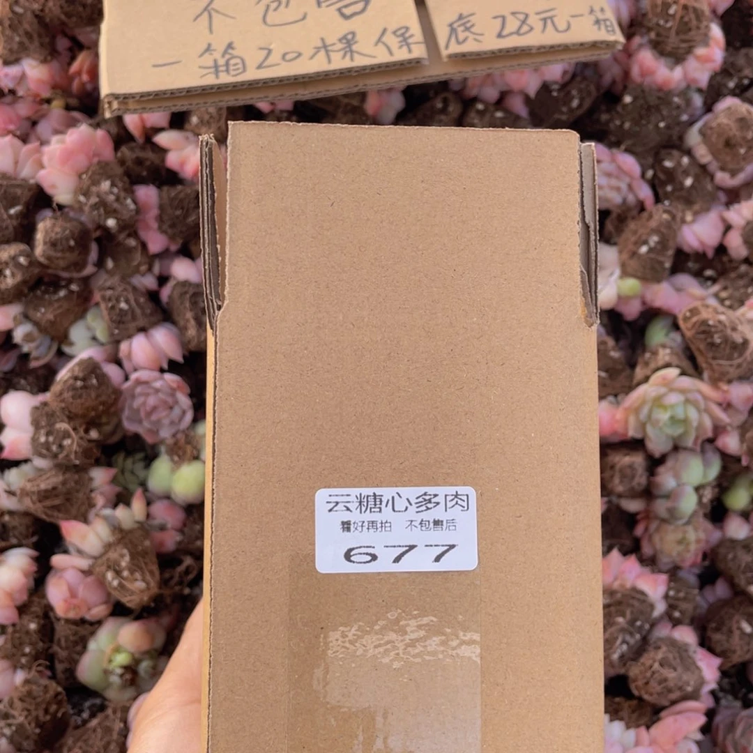 云糖心多肉植物677