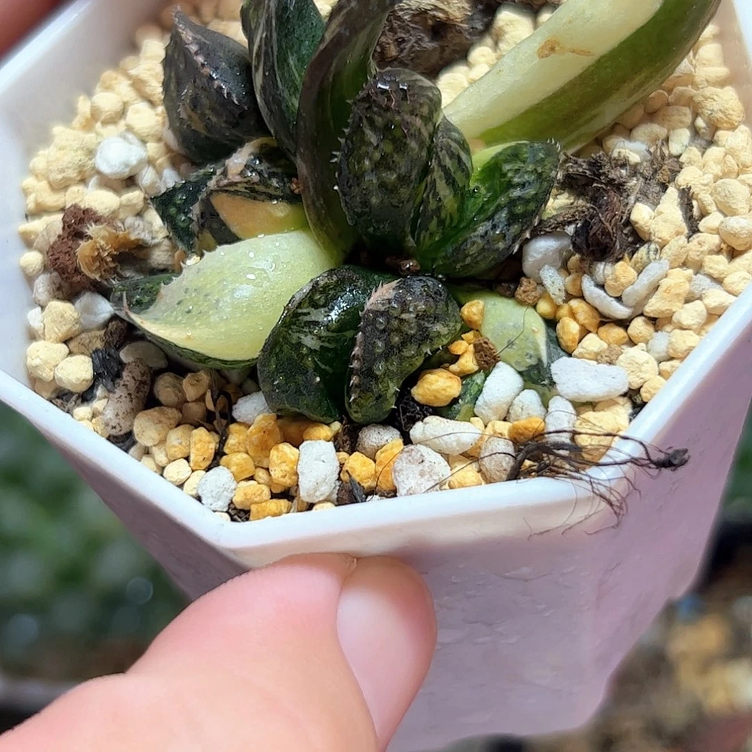 铃***荡紫禁城锦十二卷多肉植物