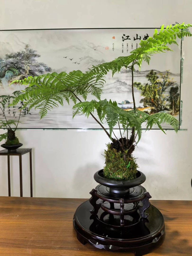 虹鳞蕨水培苔藓球室内茶室禅意高端盆景绿植不含盆