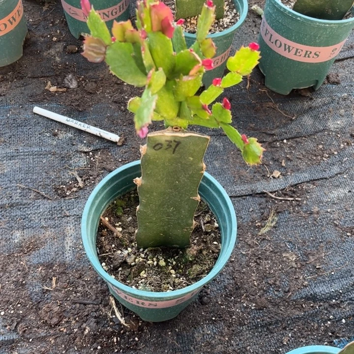 青***栀72号037，黄色重瓣0000000000000000000000000000