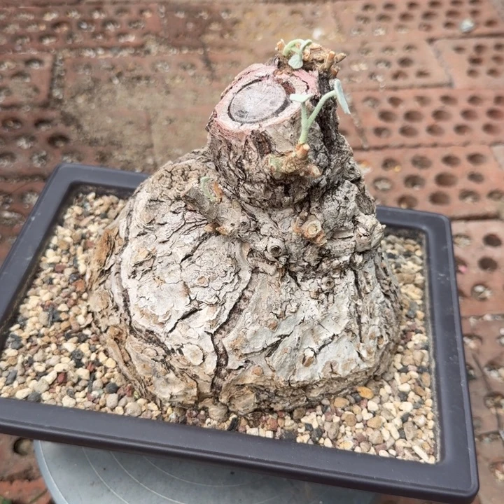 毛叶龟甲火桐678 仙人球