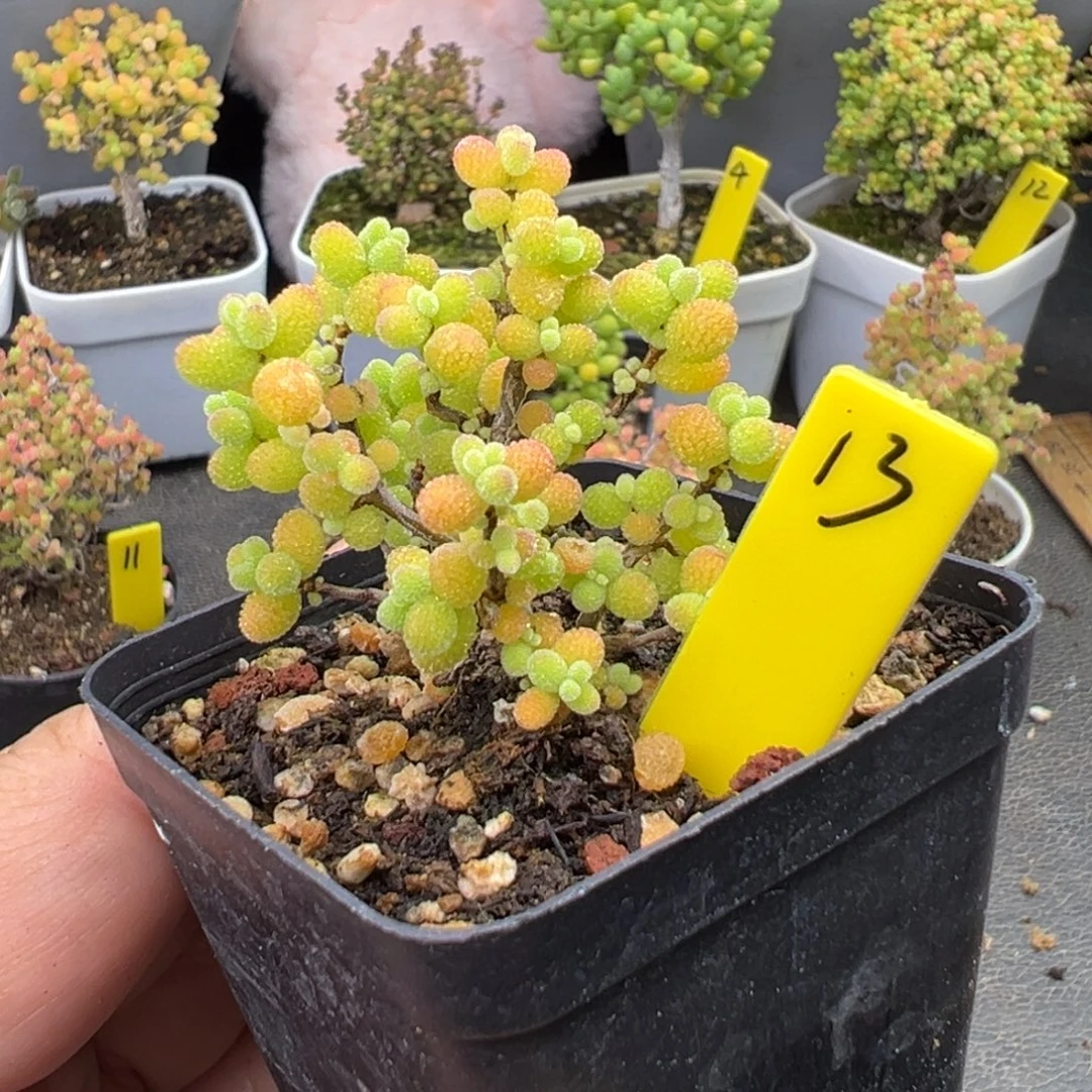 金桔糖球13号5.5cm盆