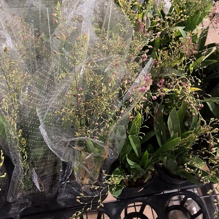 全部花苞红色梦香兰