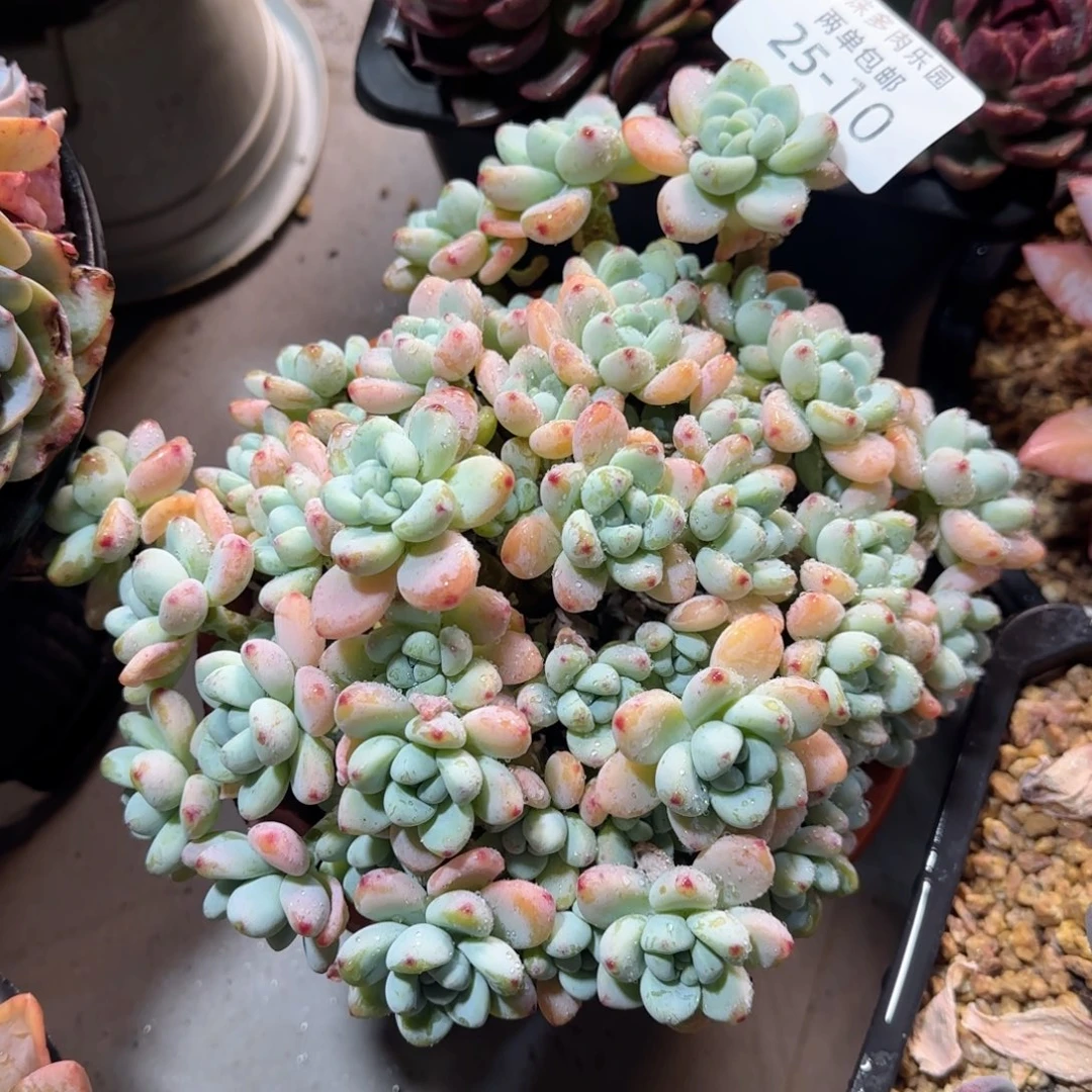 25-10香香劳尔多肉植物