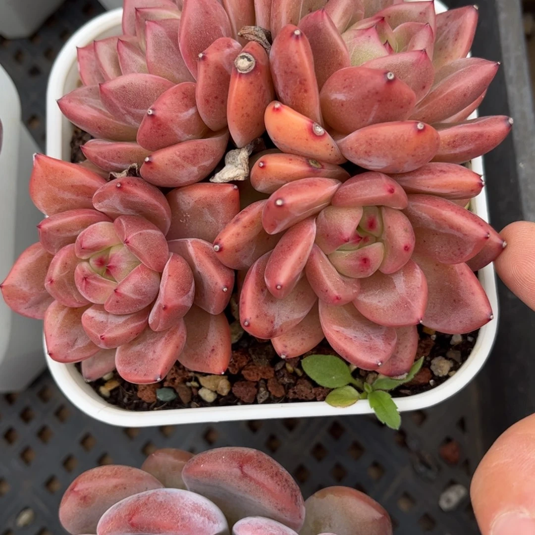 多肉植物0948 满30包邮