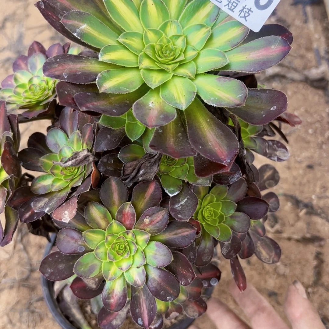 2048爱马仕中班多植物
