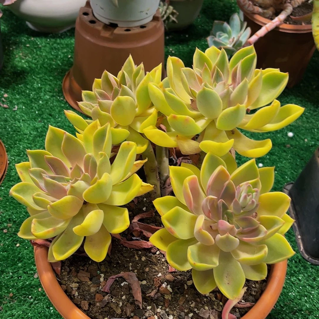 你***子紫气东来10039