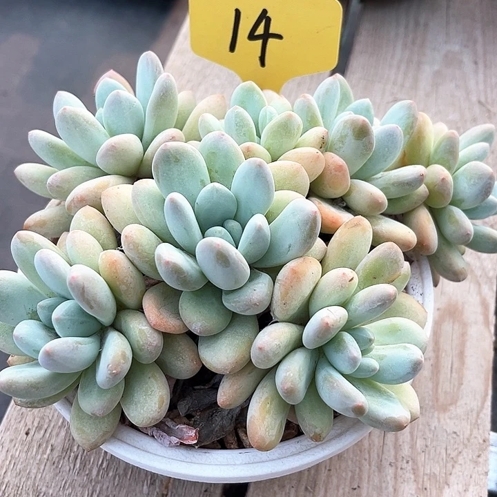 香水14号码牌子的话题