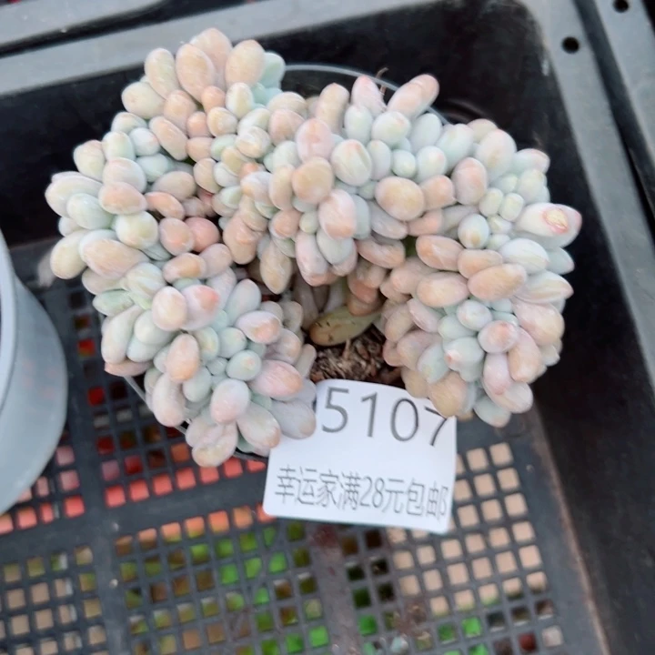 幸运的是我还没遇到你的