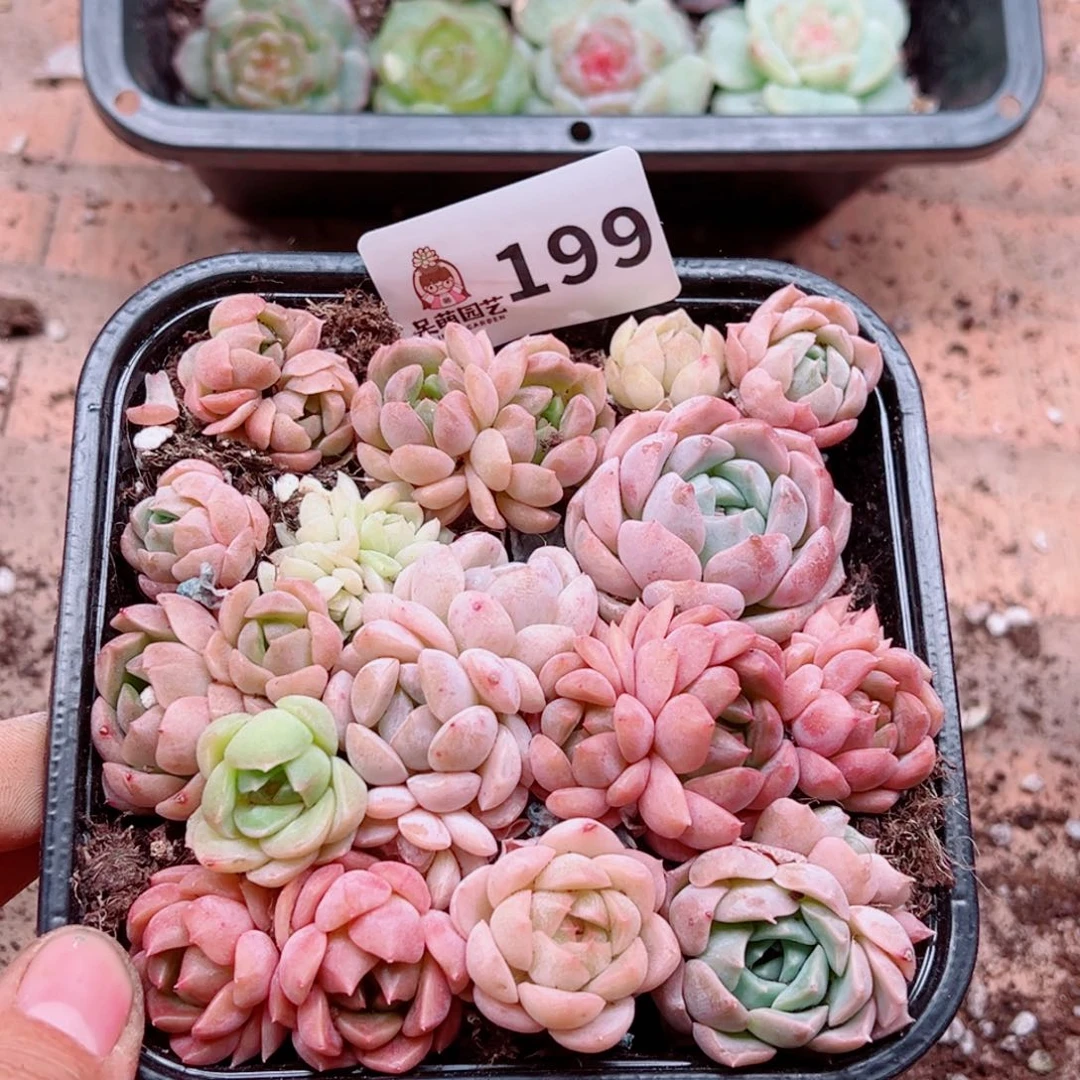 多肉植物多肉植物
