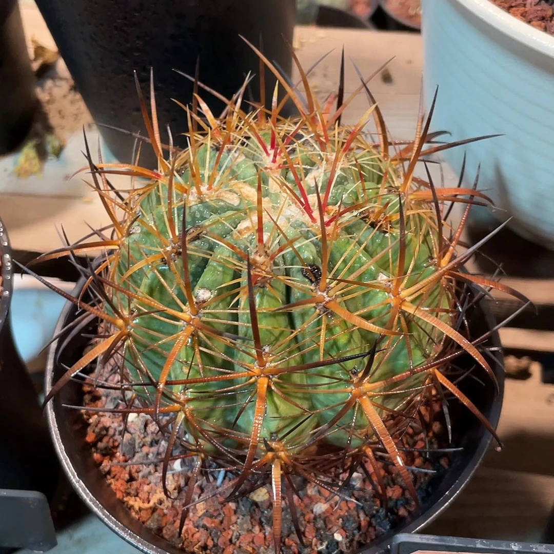 仙人球强刺球10厘米