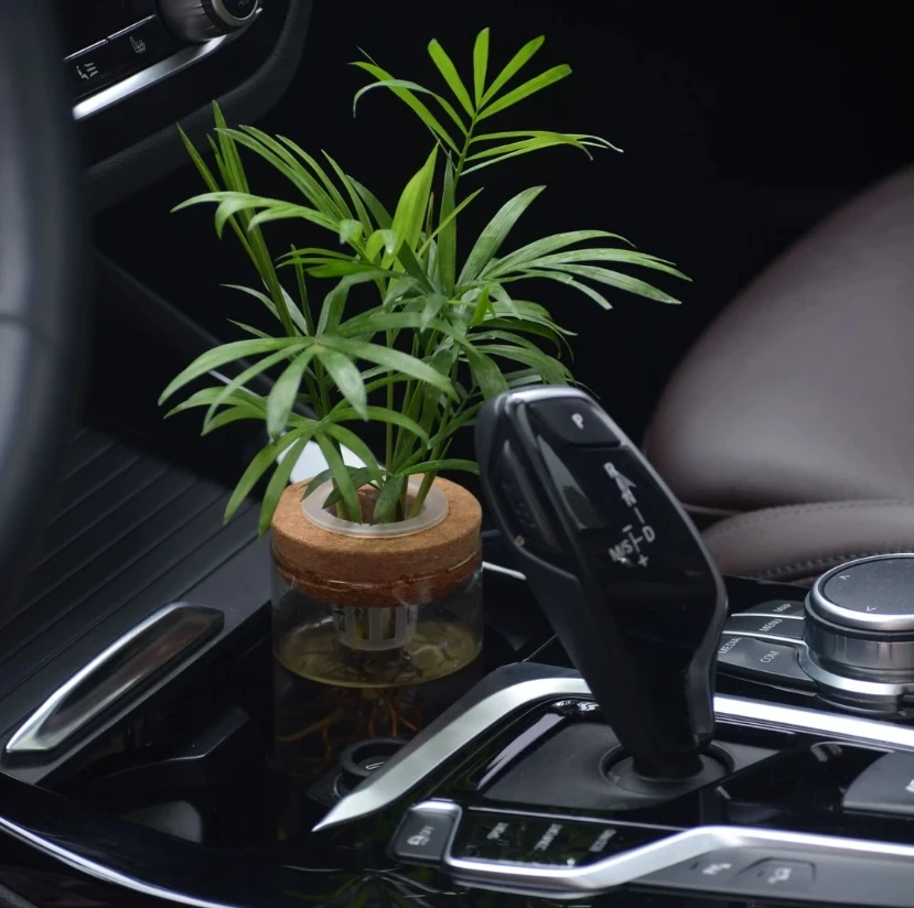 【车载绿植】汽车中控台水培真绿植自然净化空气美观高级霸气好养护