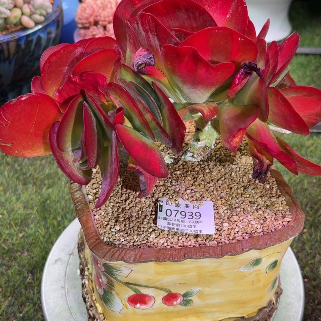 多肉植物7939ghgfg