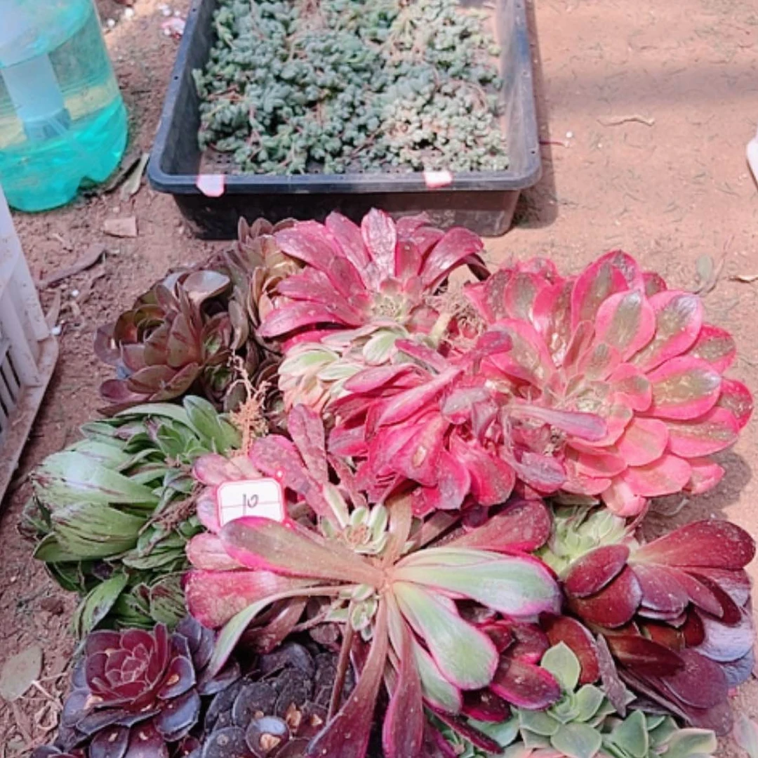 【闪购商品】晨**楷10号套餐10颗