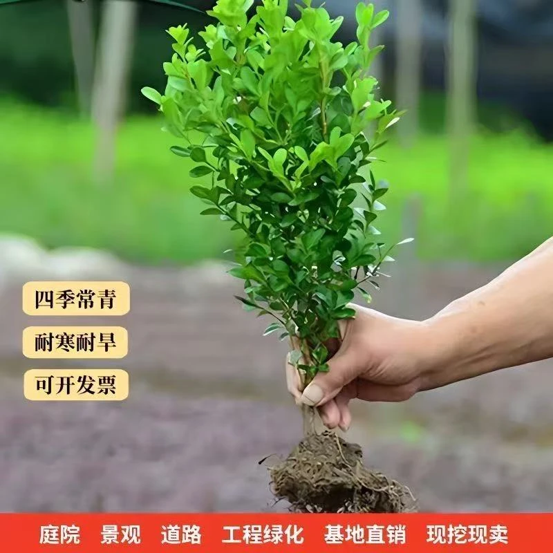 小叶瓜子黄杨苗耐寒耐旱耐高带土发货四季常青不落叶
