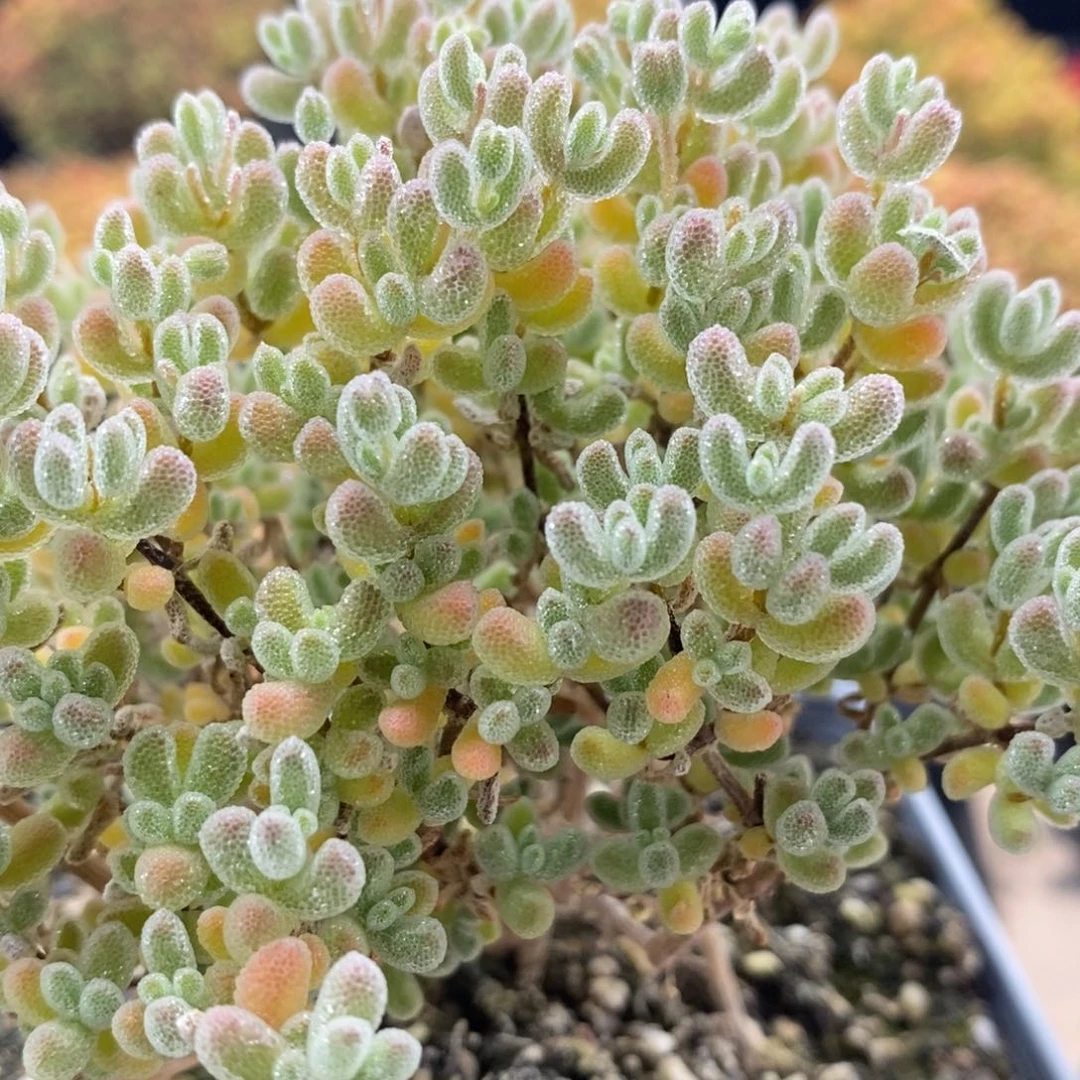 至****你优选冰晶1548枝干番杏