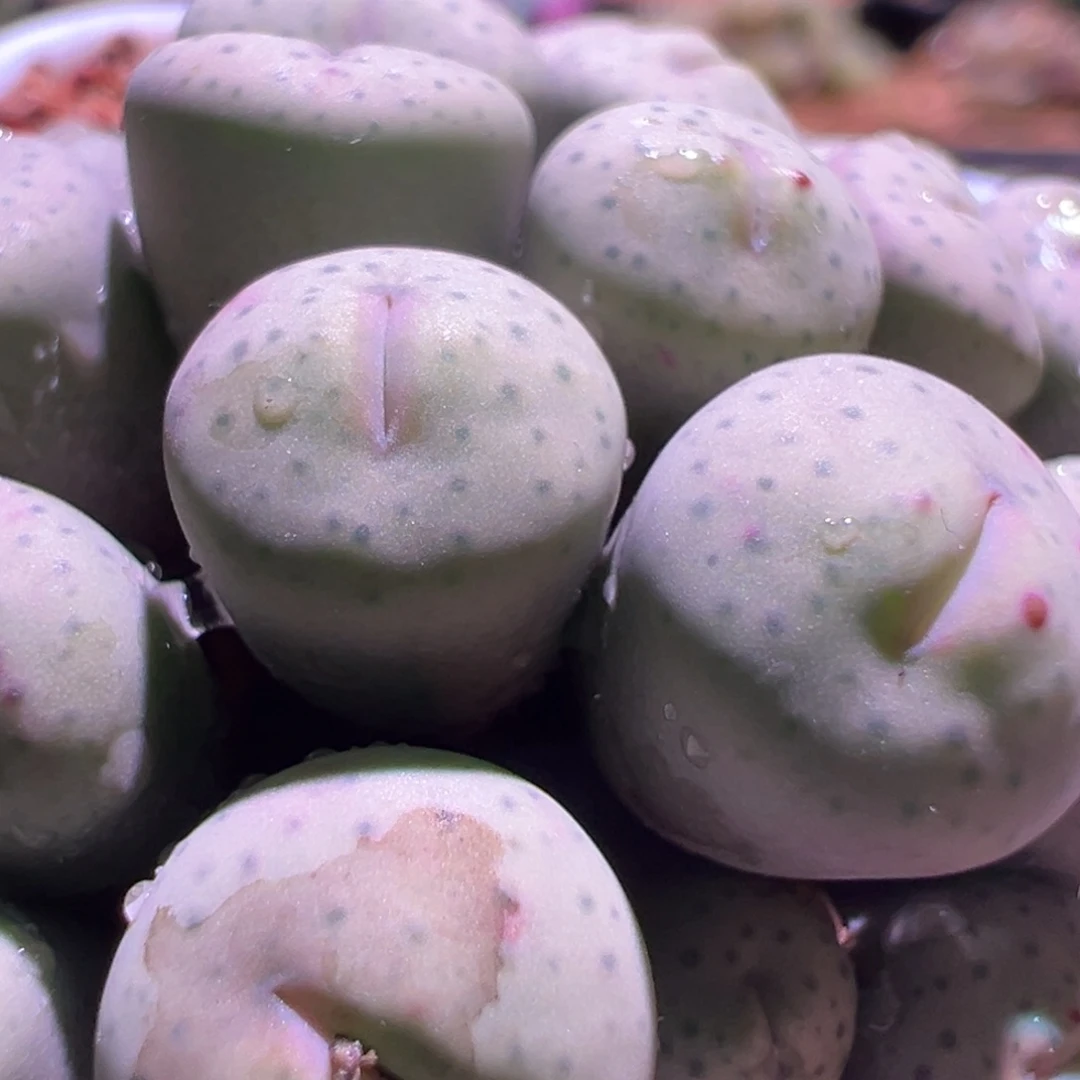 1553，小奶油，22头