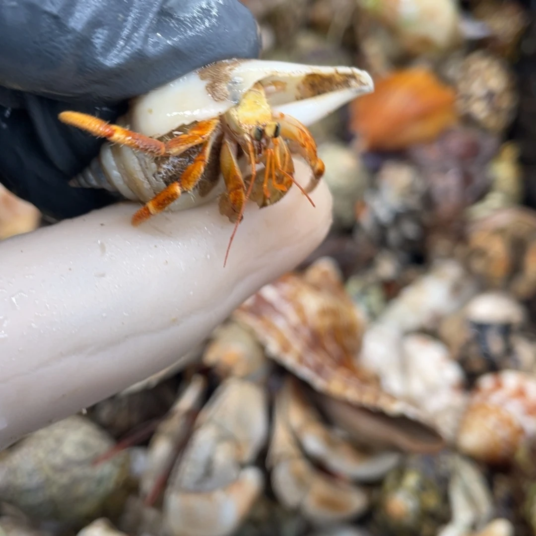 不退不换活体宠物72