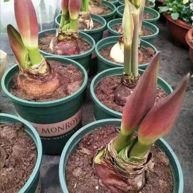 【常年开花】荷兰进口重瓣朱顶红大花耐寒四季开花庭院节日装饰开花