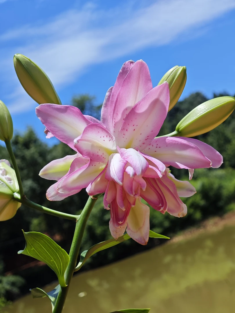 【水蜜桃】莲花之梦荷兰进口重瓣香水百合种球花卉重瓣百合百合花