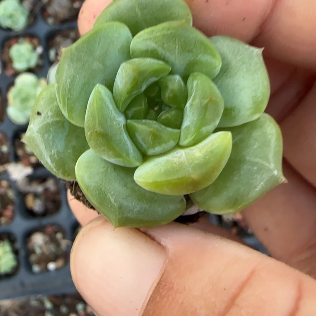 小卡拉米糖心一物一拍10-151