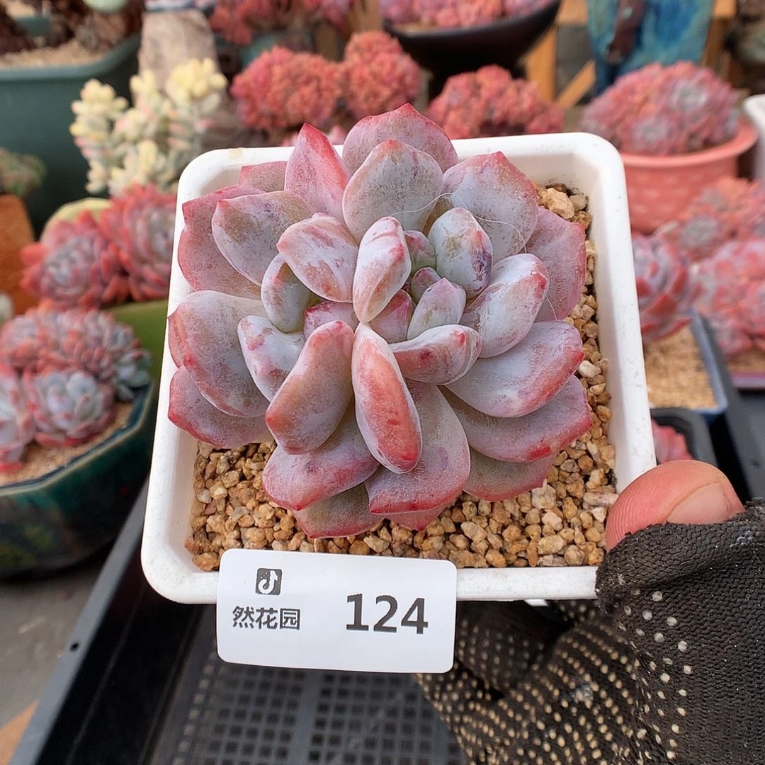 124梦露石化多肉植物666