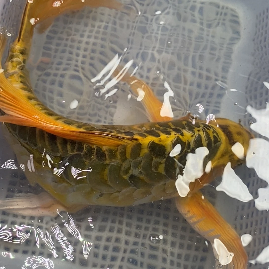 锦鲤锦鲤 开衩掉麟充血属于正常情况 介意别怕