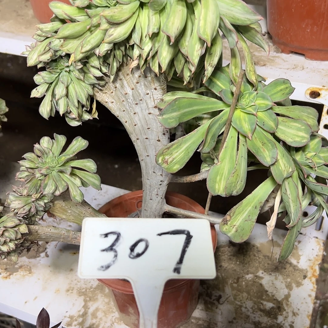 多肉植物幻影缀花307