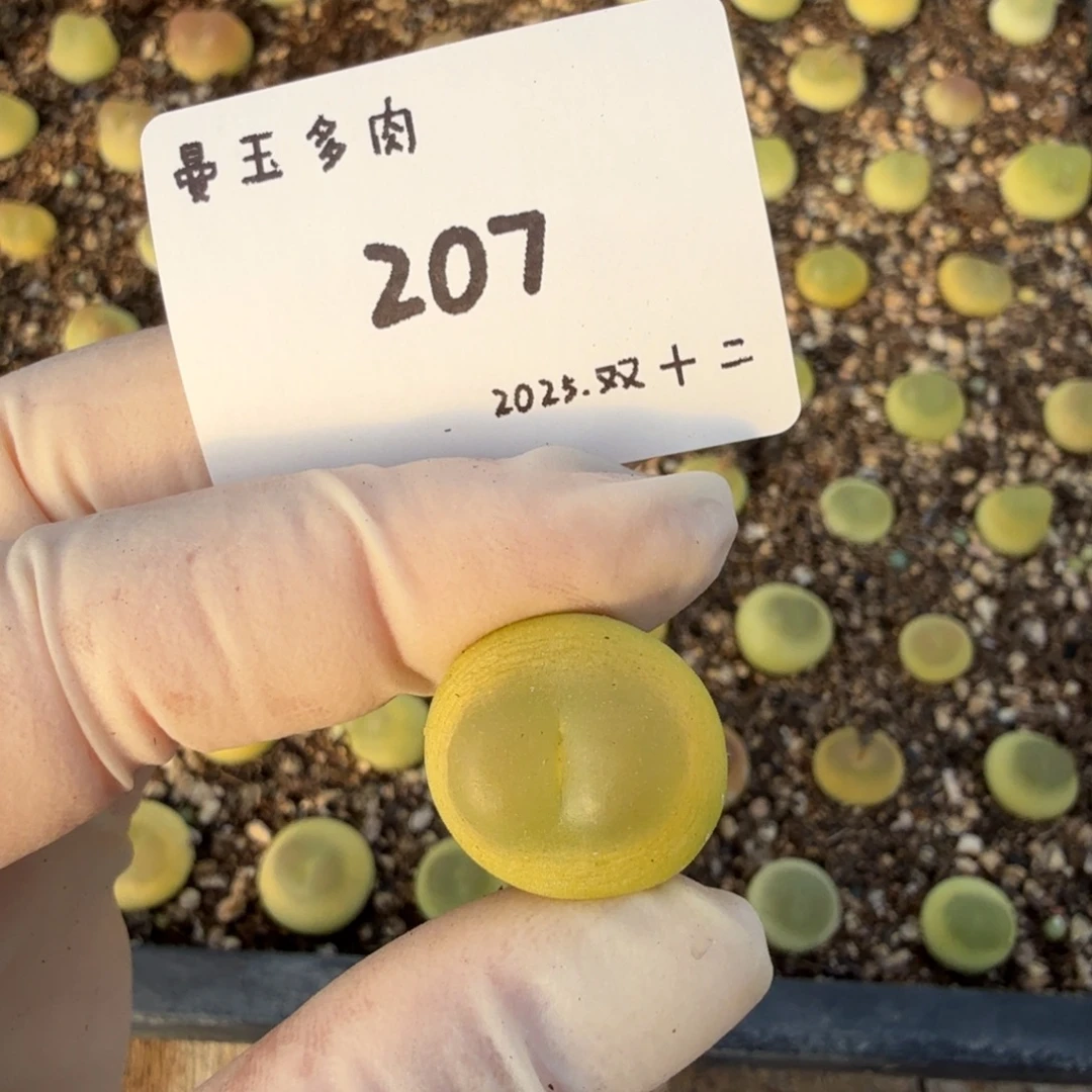 悠***主多肉多肉多肉12-207