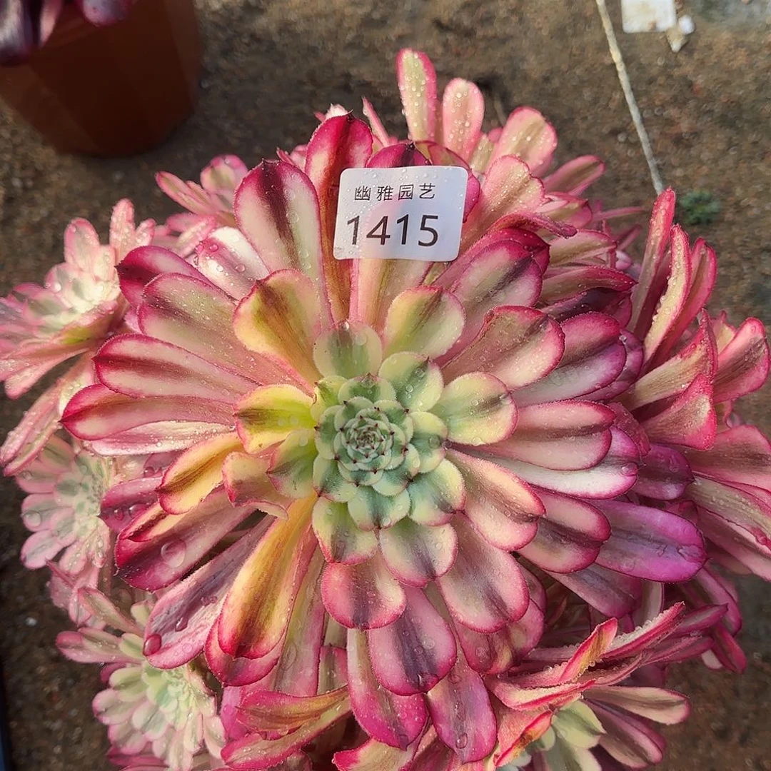 多肉植物十里红妆1415