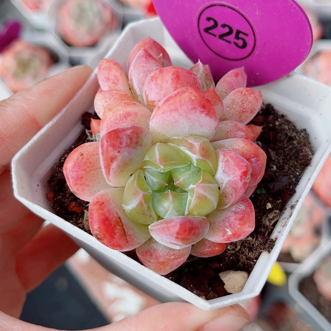 225号小老桩糖心双头